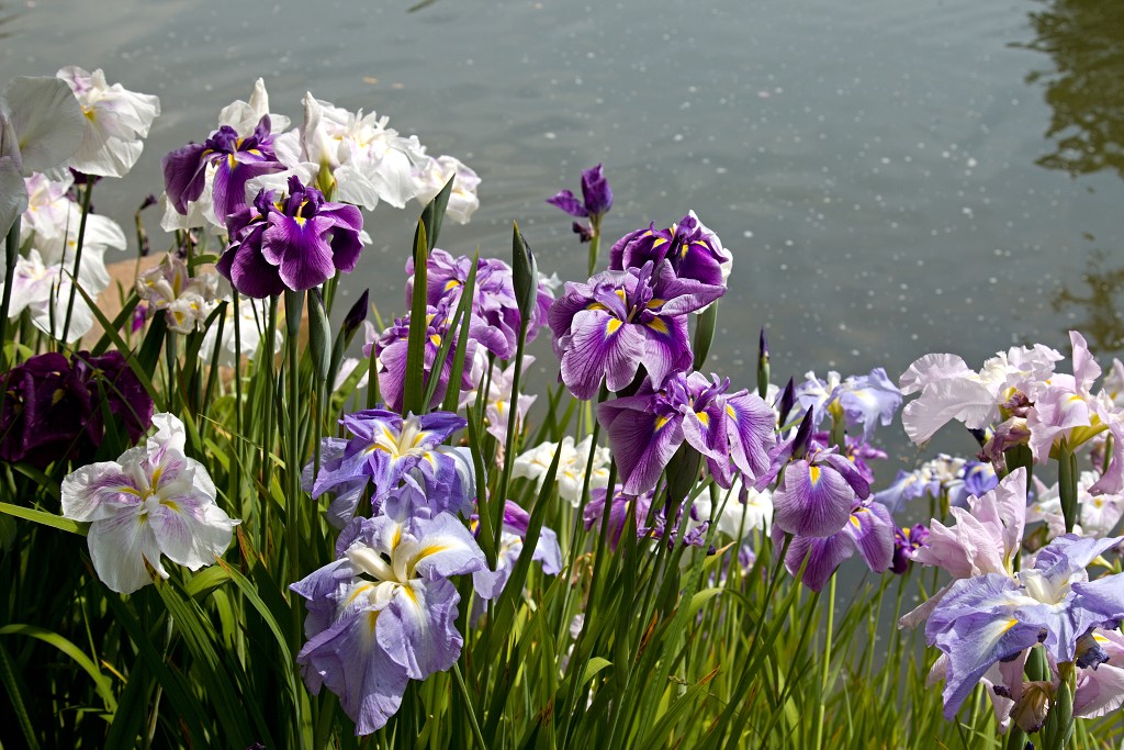Japanse tuin belgie hasselt koivissen gele Iris ensata koi Cyprinus carpio lente bloesem kersenbloesem voorjaar